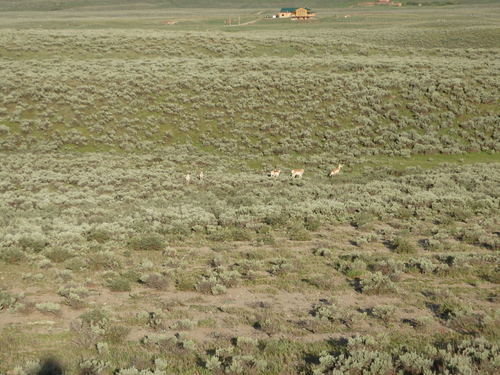 GDMBR: We probably only pedaled 3 miles before seeing our first Antelope of the day.